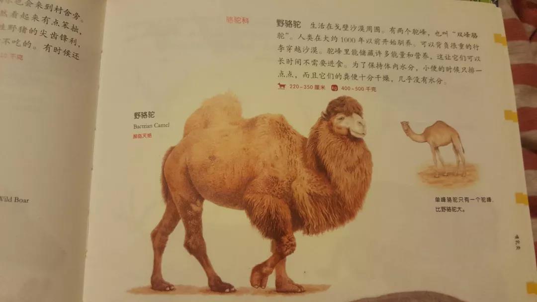 君誠國(guó)際雙語學(xué)校