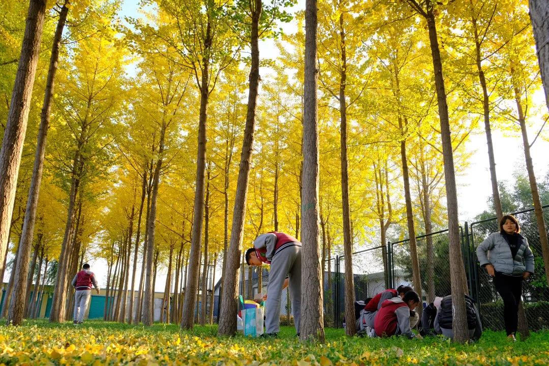 北京市私立樹人瑞貝學(xué)校