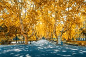 2025ʯfkW(xu)УЩ