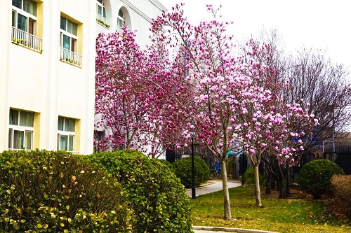 北京市忠德學(xué)校國(guó)際班怎么樣