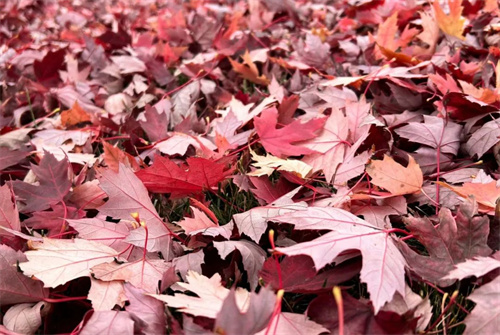 北京佳蓮學校2024海外名校招生官見面會