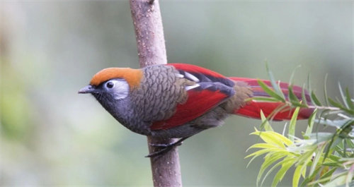 青苗CoFE未來教育中心