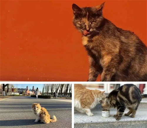 愛(ài)迪畢業(yè)生系列|陳潔